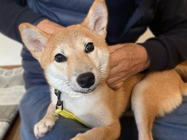 柴犬ペットホテル