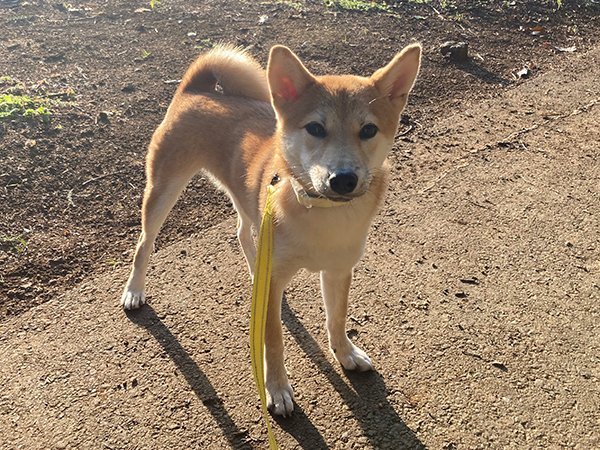 柴犬ペットホテル