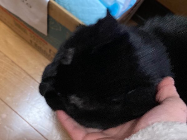 黒猫ペットシッター