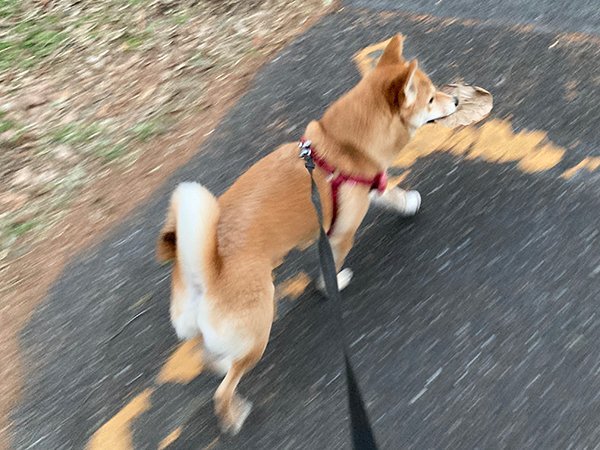 豆柴犬ペットホテル狭山湖散歩