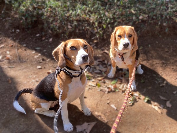 中型犬ビーグルペットホテル