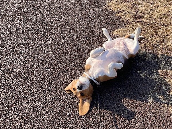 中型犬ビーグルペットホテル