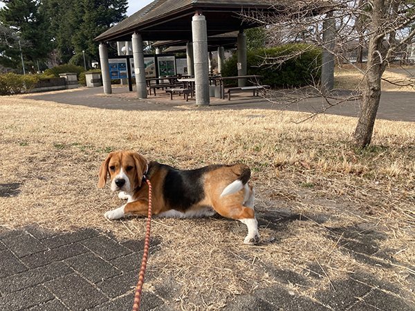 中型犬ビーグルペットホテル