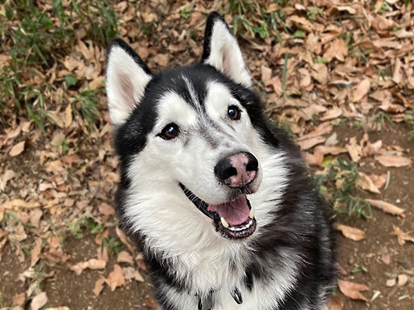 大型犬シベリアンハスキーペットホテル