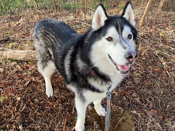 大型犬シベリアンハスキー狭山湖散歩