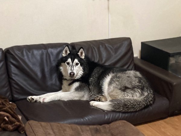 大型犬シベリアンハスキー狭山湖散歩