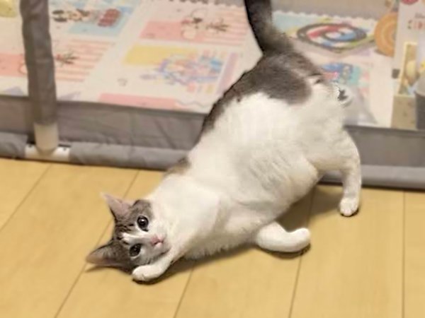 猫ペットシッター