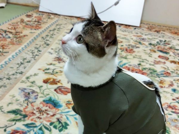 猫ペットシッターキャットウエア