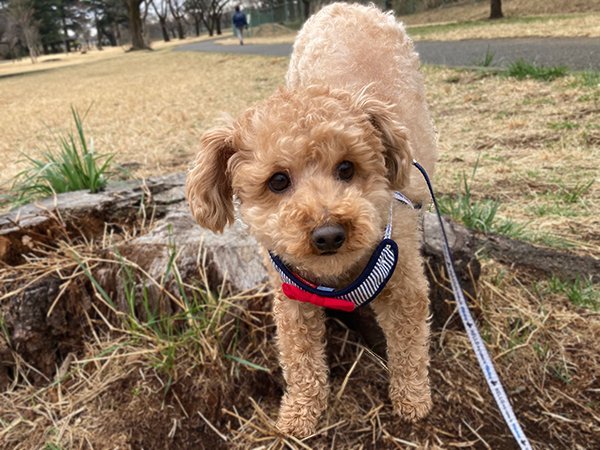 犬トイプードルペットホテル狭山湖散歩