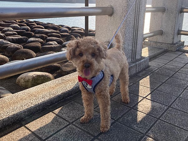 犬トイプードルペットホテル狭山湖散歩