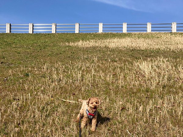 犬トイプードルペットホテル狭山湖散歩