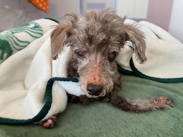 老犬介護トイプードルペットシッター