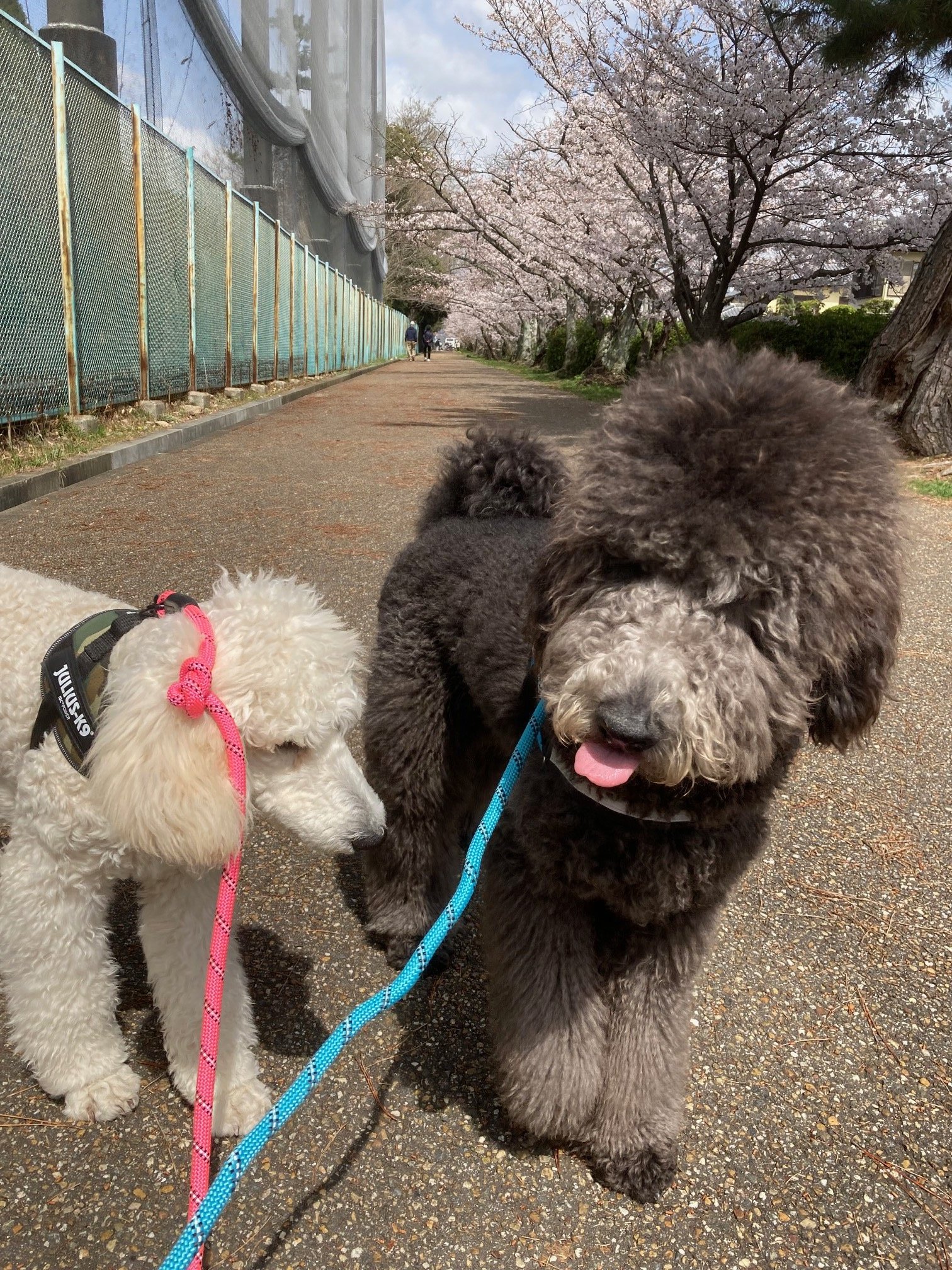 スタンダードプードルのマックスちゃんベルちゃんのお花見🌸お