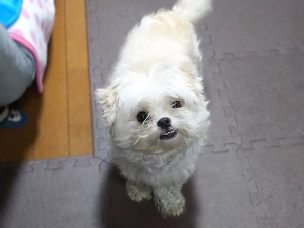 小型犬マルチーズ、チワワチワペットシッター