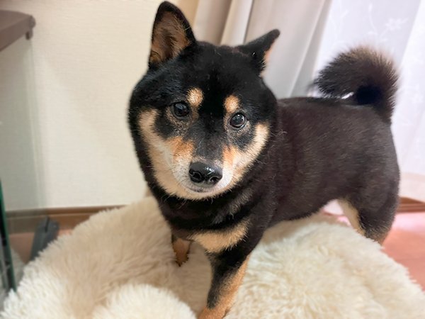 中型犬黒柴ペットホテル