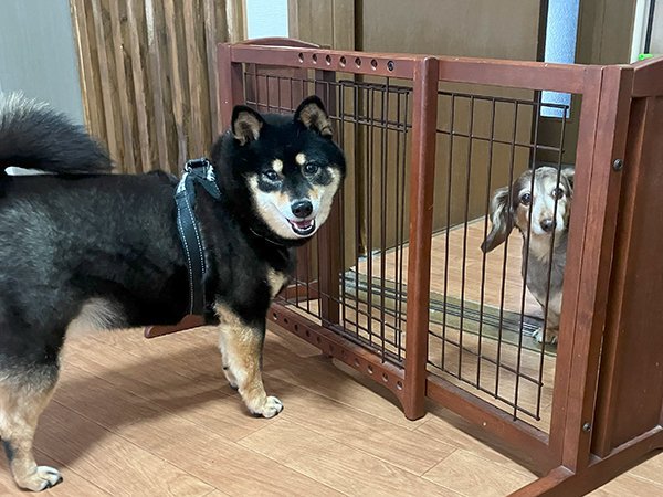 中型犬黒柴ペットホテルMダックス