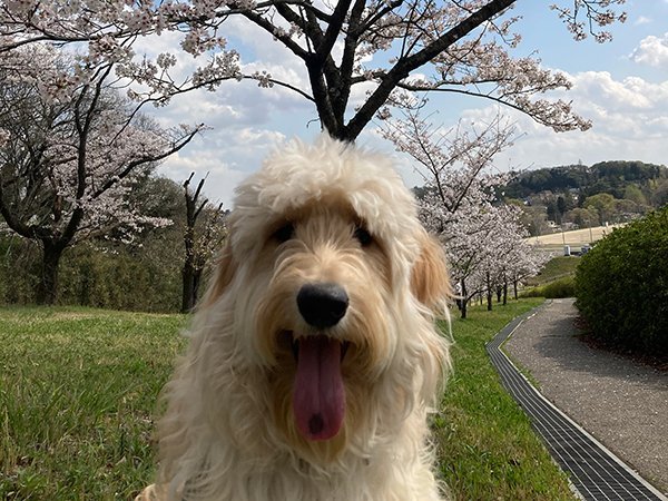 狭山湖犬散歩桜