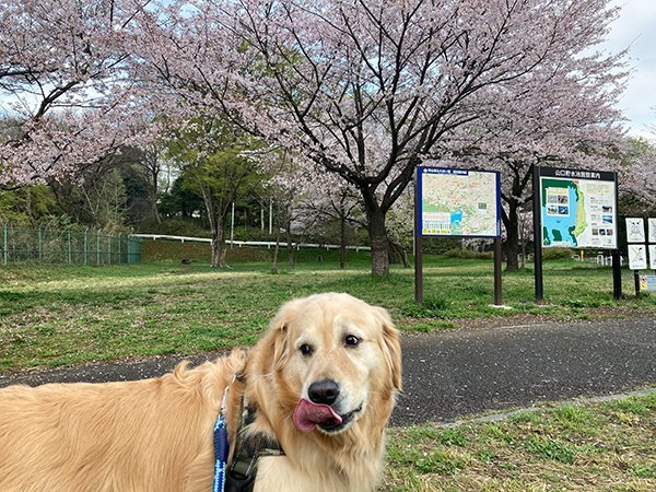 狭山湖犬散歩桜