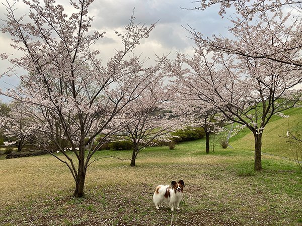 狭山湖犬散歩桜