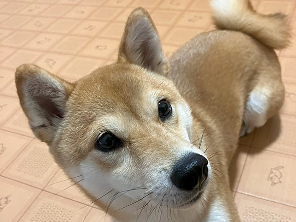 柴犬ペットホテル