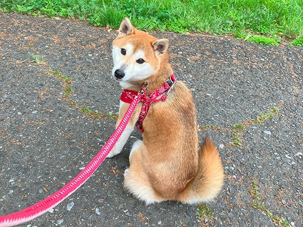 柴犬ペットホテル