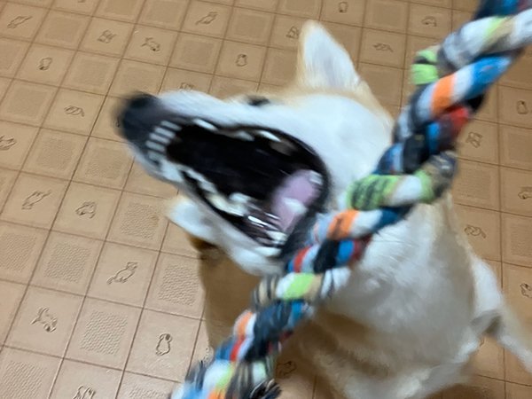 柴犬ペットホテル