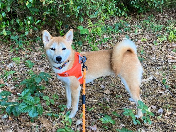 小型犬豆柴犬ペットホテル散歩