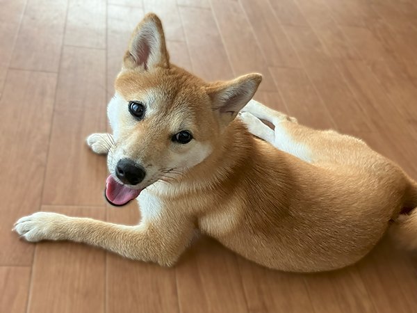 小型犬豆柴犬ペットホテル大型犬ラブラドールレトリバー