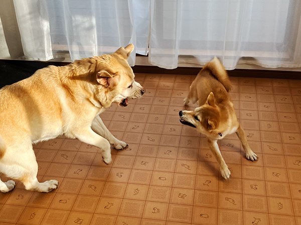 小型犬豆柴犬ペットホテル