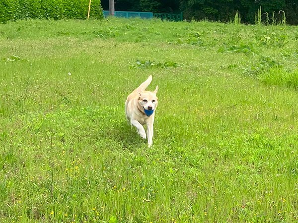 大型犬ラブラドールレトリバーペットホテル遊び