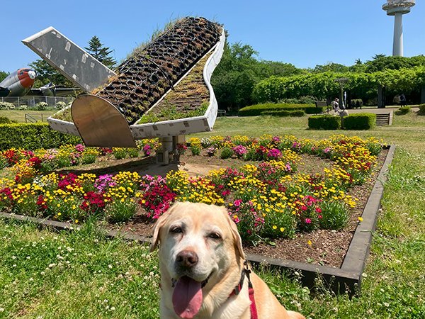 大型犬ラブラドールレトリバーペットホテル航空公園お散歩