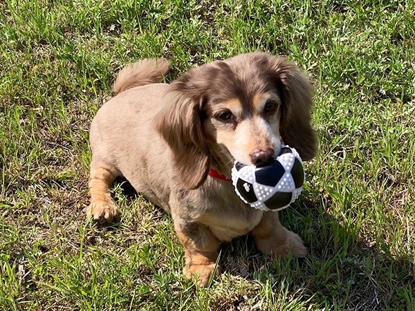 小型犬ミニチュアダックスペットホテルボール遊び