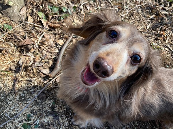 小型犬ミニチュアダックスペットホテル散歩