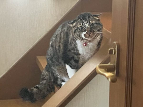 猫ペットシッター威嚇