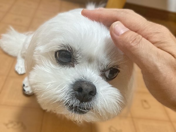 小型犬ペットシッターペキニーズとビションフリーゼのMIX犬