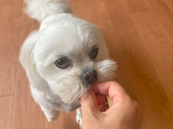 小型犬ペットシッターペキニーズとビションフリーゼのMIX犬おやつ