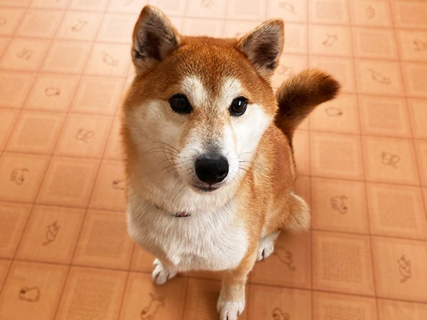 柴犬ペットホテル