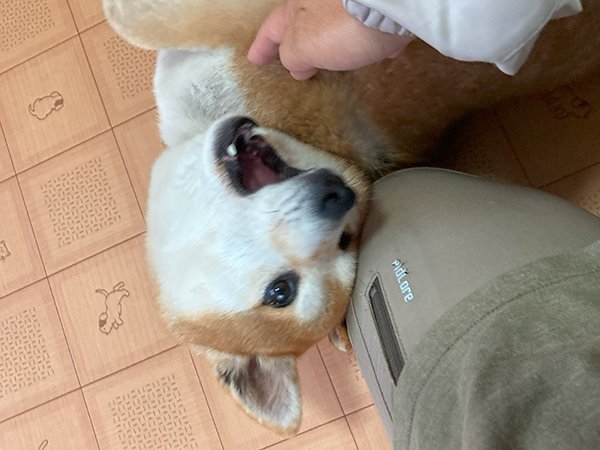 柴犬ペットホテル