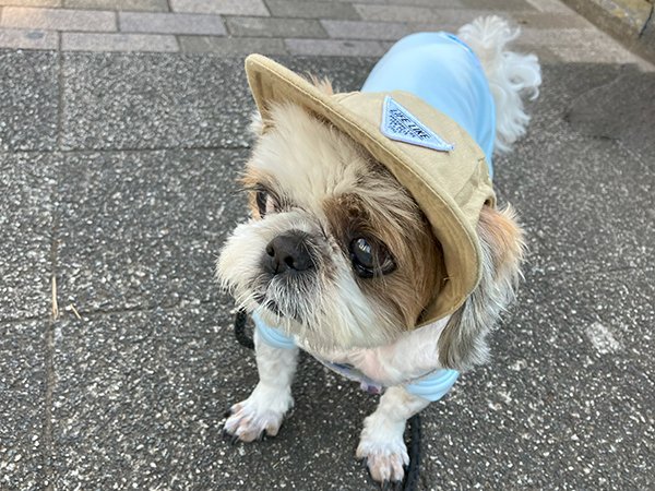 小型犬シーズー老犬ペットシッター