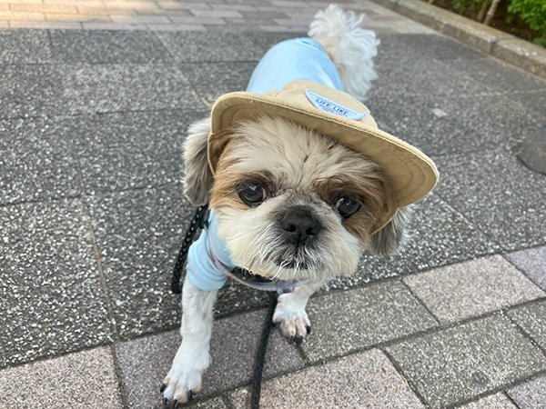 小型犬シーズー老犬ペットシッター