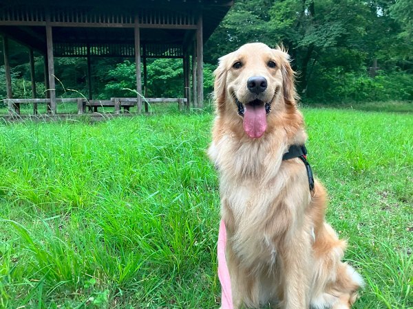 大型犬ゴールデンレトリバーペットホテル