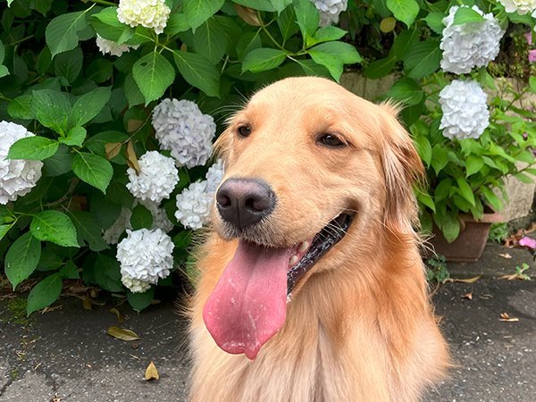 大型犬ゴールデンレトリバーペットホテル