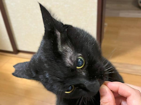 黒猫ペットシッター
