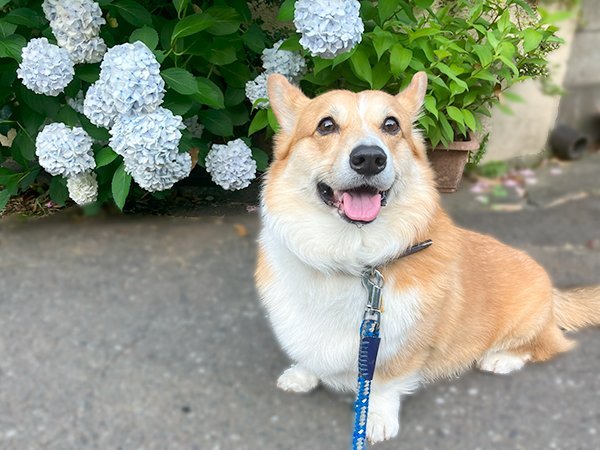 中型犬コーギーペットホテル犬散歩