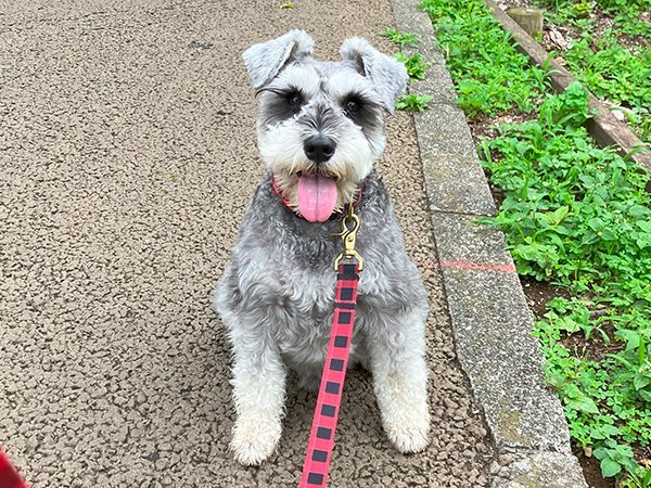 小型犬ミニチュアシュナウザーお散歩代行