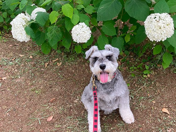 小型犬ミニチュアシュナウザーお散歩代行