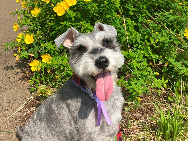 小型犬ミニチュアシュナウザーお散歩代行