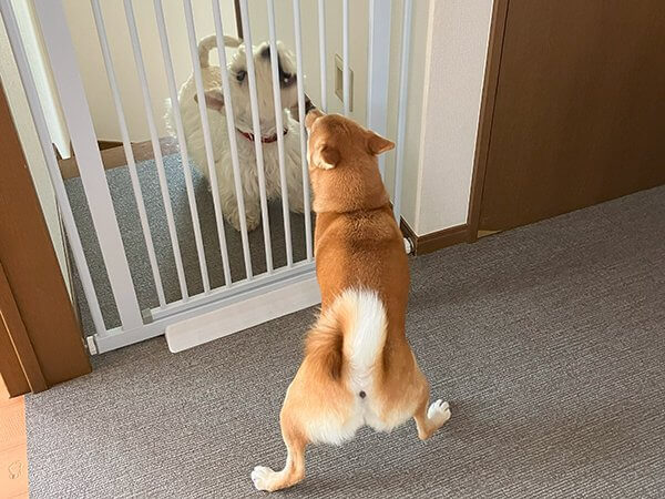 豆柴犬ペットホテル