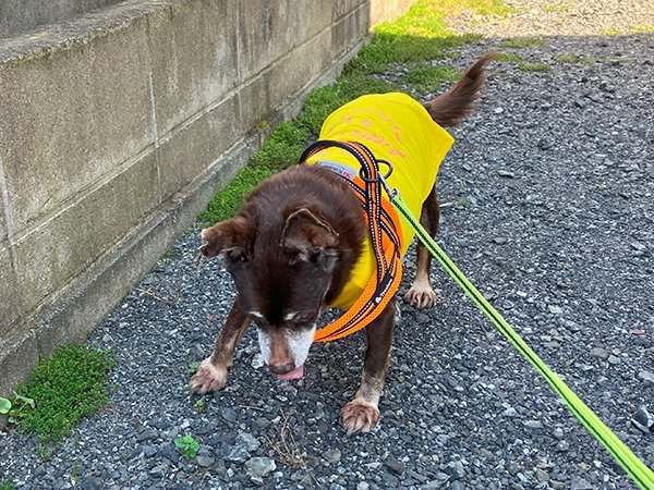 小型犬ペットシッター散歩