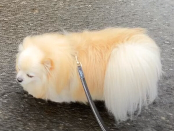 小型犬ポメラニアンチワワペットホテル散歩